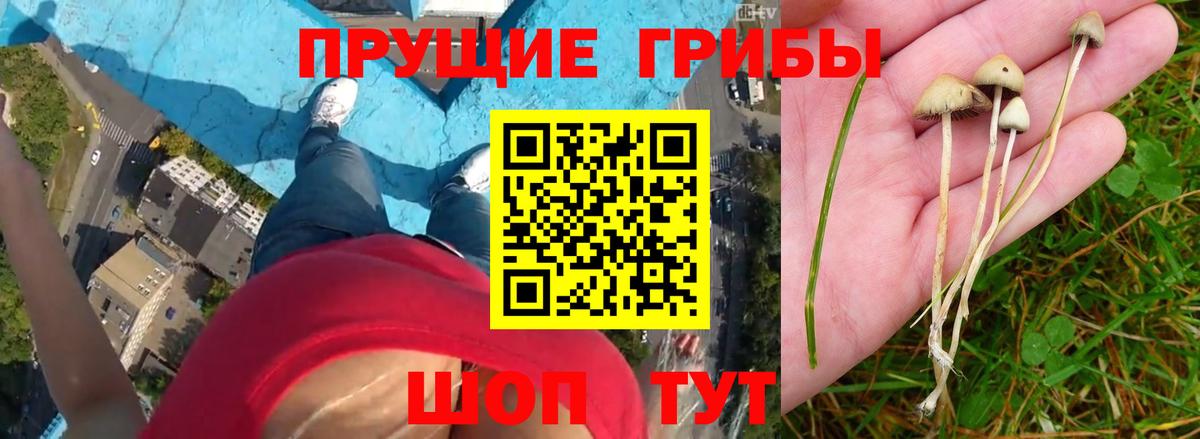 Псилоцибиновые грибы Magic Shrooms Дмитров